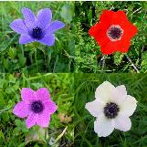 anemonecfloscoronariawikimediacommons