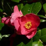 camelliacflosjaponicawikimediacommons1