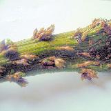 forsythiacflointermediaspectabiliswikimediacommons