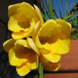 freesiacflosrefractawikimediacommons1