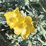 glauciumcflosflavumwikimediacommons