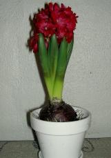 hyacinthcforwikimediacommons1