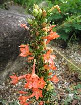ipomopsiscflosaggregatawikimediacommons