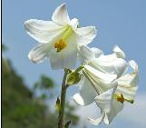 liliumcfloscandidumwikimediacommons