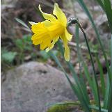 narcissuscflo1asturiensiswikimediacommons1