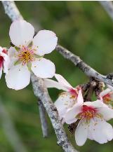 prunuscflosamygdaluswikimediacommons