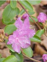 rhododendroncflodauricumwikimediacommons