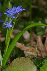 scillacfor1bifoliawikimediacommons