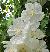 abutiloncflovitifoliumtennantswhitewikimediacommons