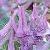 corydaliscflos8solidawikimediacommons