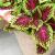 coleusfortcwithhandkongrose1a1