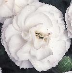 dianthusflockiwidoublenorth