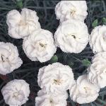 dianthusflosckiwidoublenorth