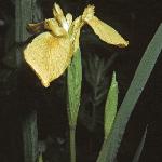 irispseudacorus3petals1