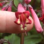 phygeliusfloc1funfarewine