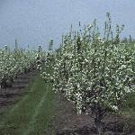 pyruscommercialgar1flos1