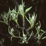 pyruscommercialgar2frubud1