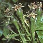 pyruscommercialgar2frujuv1