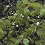 pyrusdoyenneducomicefol