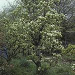 pyrusdoyenneducomicefor