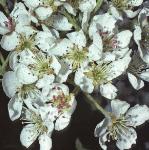 pyruswilliamsbonchretienflo