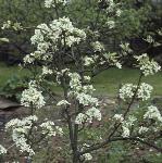 pyruswilliamsbonchretienflos