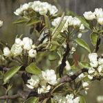 pyruswilliamsbonchretienfoljuv