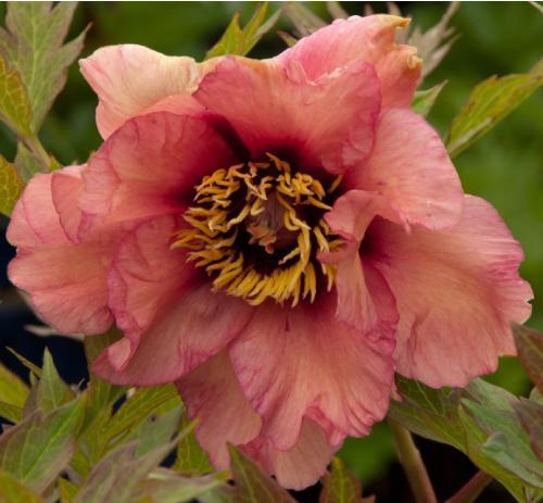 Paeoniaariadnepflojuvwesthead