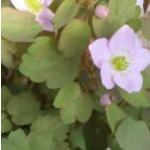 anemonellafolthalictroidesfoord
