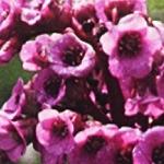 bergeniaflopurpurascens1