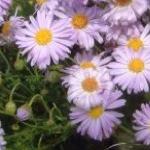brachyscomeflorigidulakevock