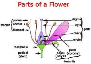 partsofaflowersmallest1