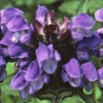 prunellaflograndiflora