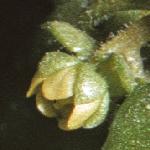 saxifragaflobudocymbalaria