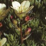 saxifragaflobudscebennensis