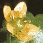 saxifragaflocymbalaria