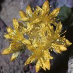 saxifragaflospatulifoliumcapeblanco1