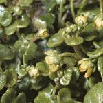 saxifragafloscymbalaria