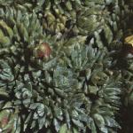 saxifragafolburserianasulphurea