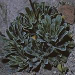 saxifragafol1paniculata