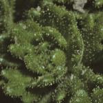 saxifragafoldcebennensis