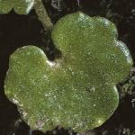 saxifragafoldcymbalaria