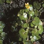 saxifragaforcymbalaria