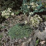 saxifragaforpaniculata1