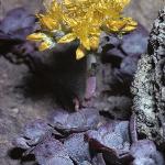 saxifragaforspatulifoliumcapeblanco1