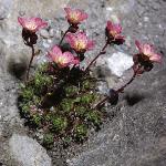 saxifragafor1pixie