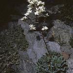 saxifragafor2paniculata