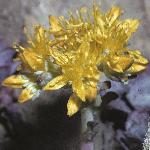 sedumflo69spathulifoliumcapeblanco