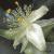 tradescantiaflot2andersoniana1