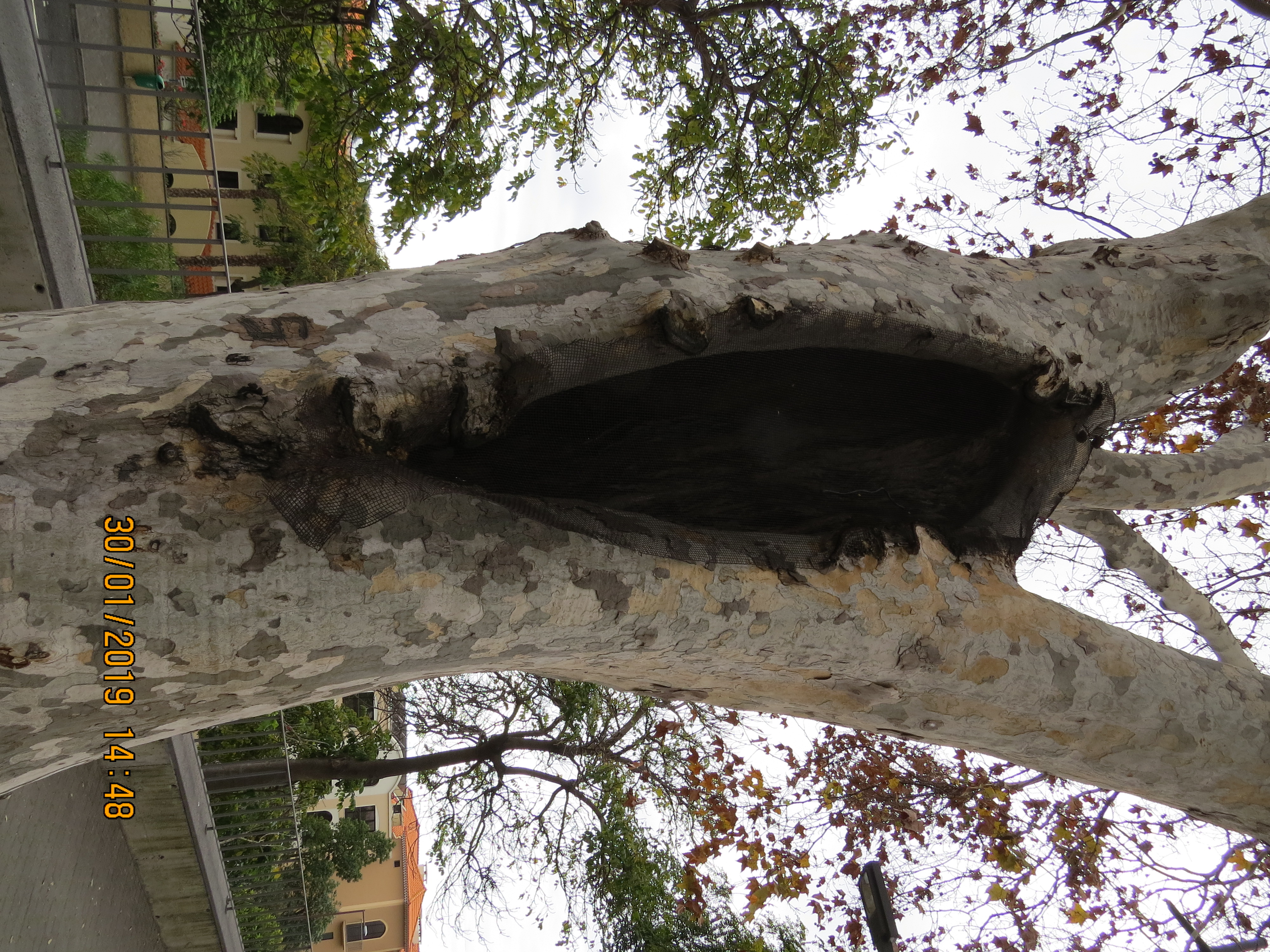 tree34fromendof2roadjunctionIMG6269